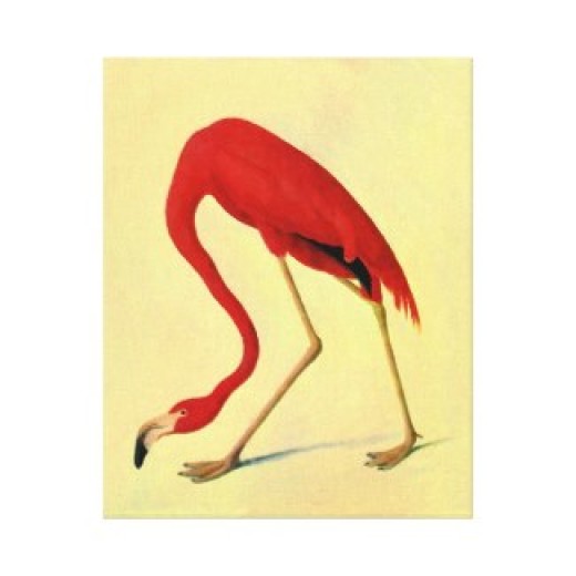 audubon_american_flamingo_painting_canvas_prints-re119c870aecb427ca12d008a8fd227d8_xzwj_8byvr_325